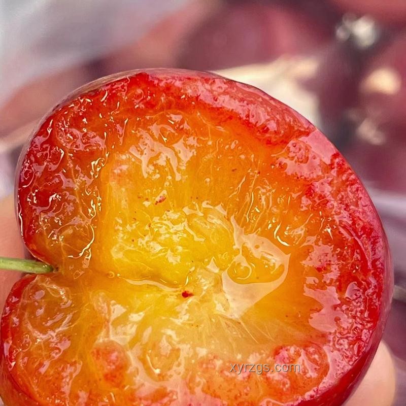 昂貴水果的營養與經濟價值深度剖析