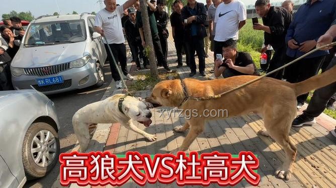 女子遭未拴繩狼犬咬傷，主人僅賠500元的慘痛教訓??賠償,安全,責任,反思