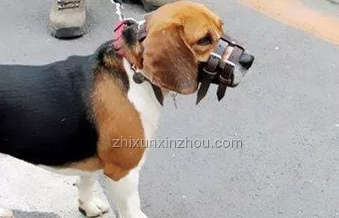 女子被狼犬咬傷賠償案引熱議：未來(lái)養(yǎng)寵法規(guī)將更嚴(yán)？