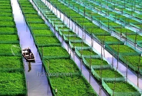 種甘藍硬如鉛球：農戶困境與行業反思
