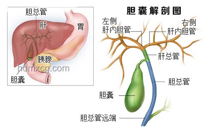 ??演員穎兒膽結石劇痛經歷：原因與膽囊切除影響分享??