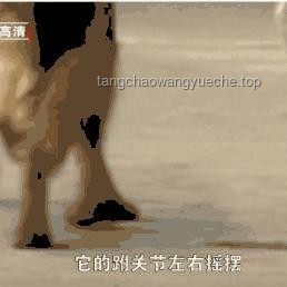 多地解除中華田園犬禁養(yǎng)的對(duì)比分析