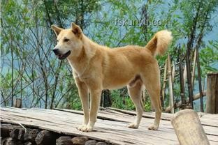 多地解除中華田園犬禁養令，本土犬種回歸家庭