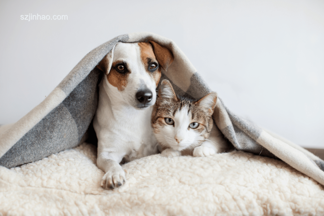 中華田園犬：一覺醒來成禁養(yǎng)犬的深度剖析