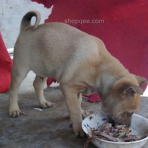 中華田園犬為何成禁養犬？探秘背后原因