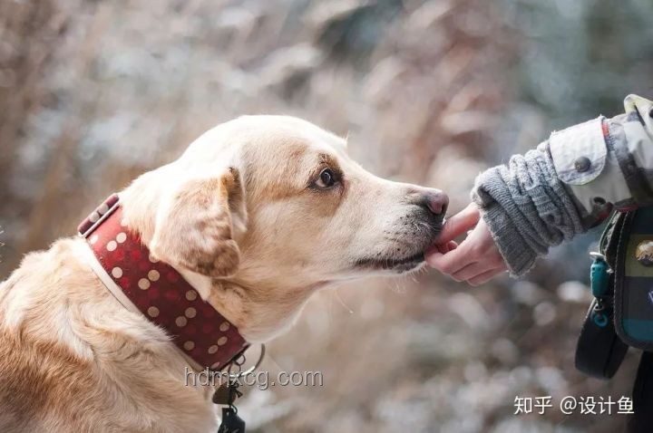 狗的行為啟示與人生導師
