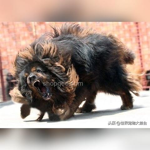 中華田園犬：從禁養爭議到文化復興的趨勢預測