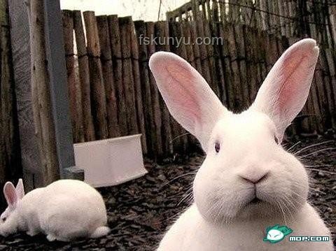 兔兔種田：從萌寵到田園小能手的心路歷程
