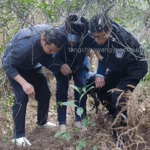 晚上搜索無果，白天驚人發現：高效搜索策略解析