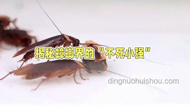 雞窩不生蟑螂的秘密，臟與干凈的奇妙平衡??????