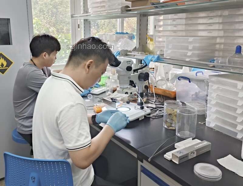 雞窩不生蟑螂的奧秘：衛(wèi)生管理與生態(tài)理解