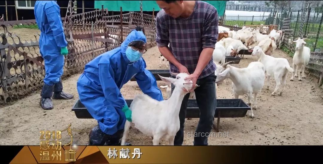 雞窩里為何不生蟑螂，解析與解決方案