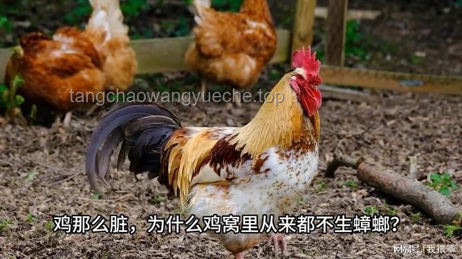 雞窩不生蟑螂之謎：臟與生態平衡的奧秘