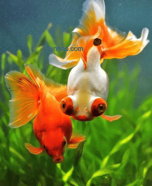 鯉魚車配色與福袋活動對比分析：追逐金魚與大佬邀請的誘惑