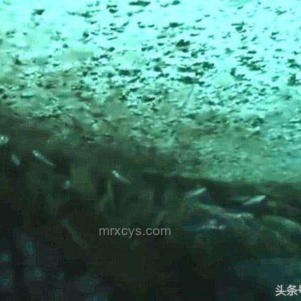 外星系不明物體造訪太陽系：觀測與記錄指南