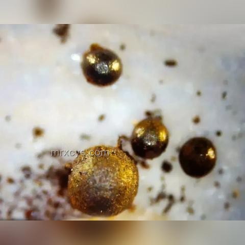 外星系不明物體造訪太陽系：觀測與記錄指南