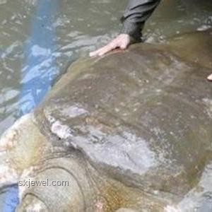 牛低頭吃草，人低頭賺錢：實用賺錢指南