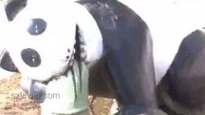 日本人對熊貓喜愛趨勢將持續，棕熊難以逆襲