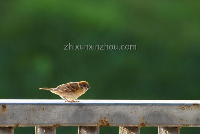 夏日酷熱預警！連鳥兒都頂不住的中暑經歷??