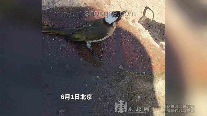 夏天極端高溫：鳥也會(huì)中暑的奧秘