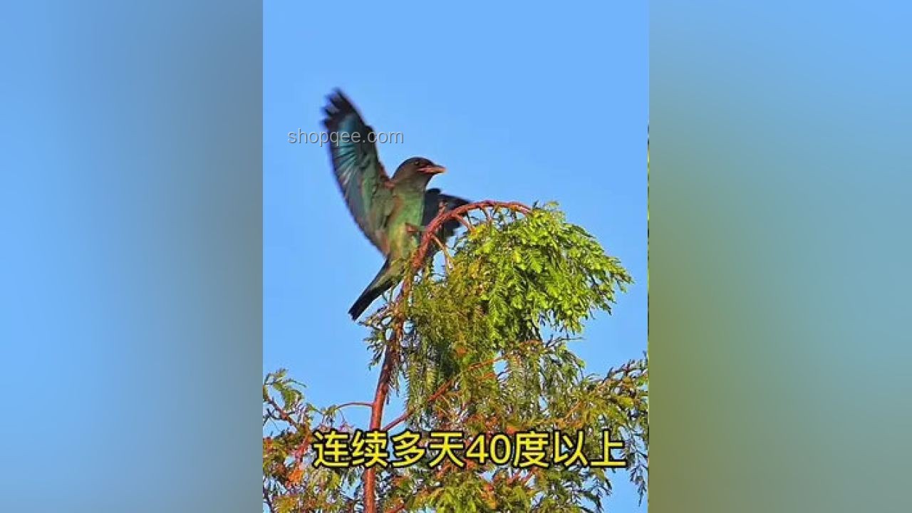 夏天極端高溫：鳥也會(huì)中暑的奧秘