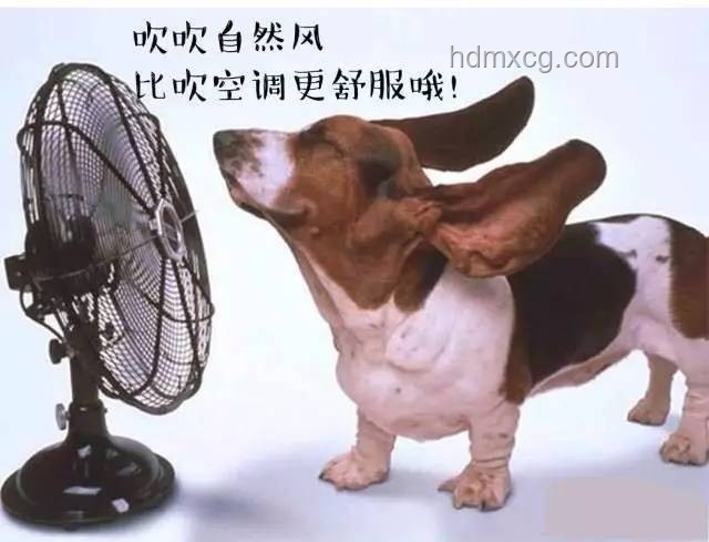武漢高溫應對指南：保護寵物鳥防中暑策略
