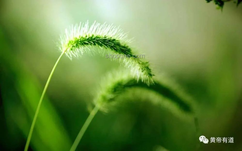 夏天標(biāo)配新視角：狗尾巴草的多元價(jià)值挖掘與行業(yè)機(jī)遇