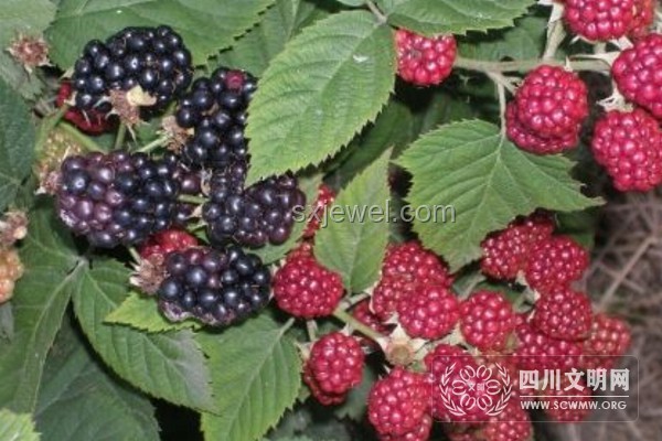 外國人荔枝消費少與樹莓普及現象解析及國內特色食物海外認知度洞察