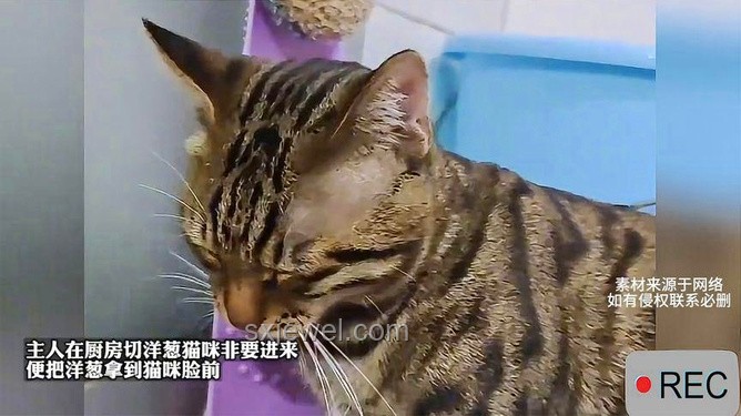 貓非同類，卻情深似海：揭秘喵星人共居之謎????