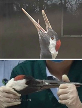鈦合金鳥嘴丹頂鶴：義體藝術(shù)的跨界創(chuàng)新探索