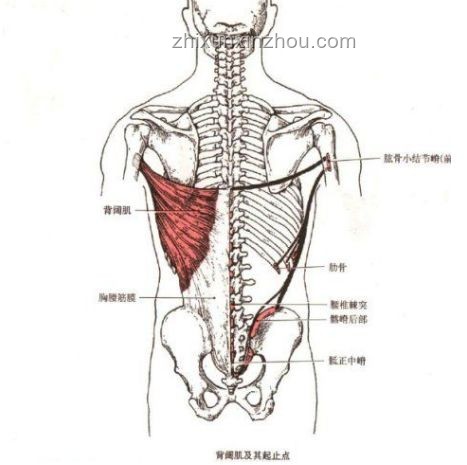 脊柱最喜歡的4個動作，有效緩解腰背疼痛
