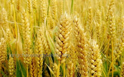 任達華在山東老家農忙：收麥子與種玉米的高效解決方案