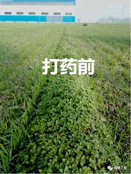任達華山東務農新趨勢：從麥田到玉米地，明星農事熱度升溫