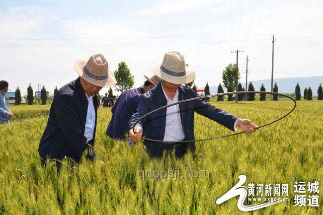 任達(dá)華山東老家農(nóng)事活動深度解析：從麥子到玉米的現(xiàn)代農(nóng)業(yè)轉(zhuǎn)型探索