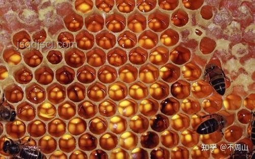 廚房現(xiàn)蜂巢與市售蜂蜜：意外收獲的對比分析