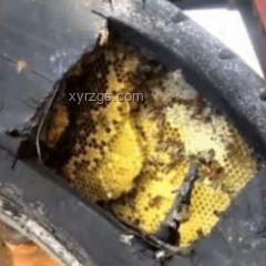 廚房現蜂巢，意外收獲20斤蜂蜜案例研究