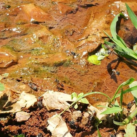 廚房現(xiàn)蜂巢，意外收獲20斤蜂蜜案例研究
