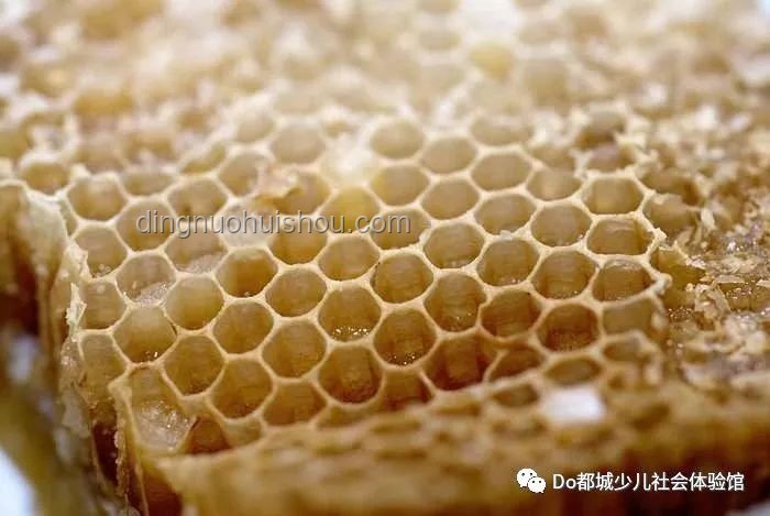 廚房現蜂巢與市售蜂蜜：意外收獲的對比分析