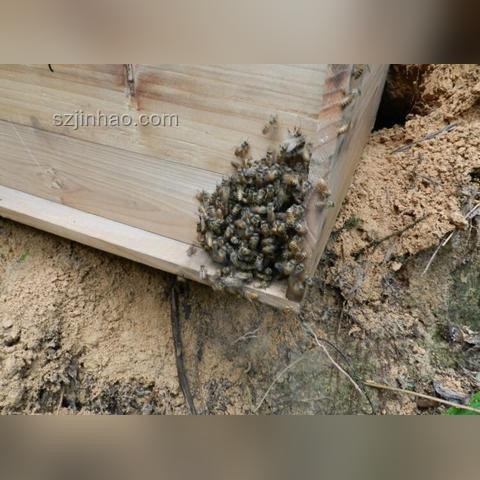 廚房現蜂巢，意外收獲20斤蜂蜜處理指南