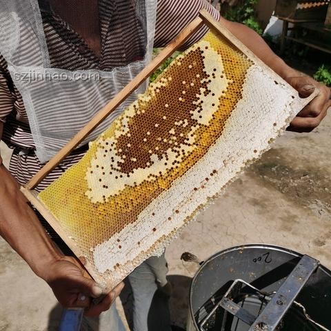 廚房現蜂巢，意外收獲20斤蜂蜜處理指南