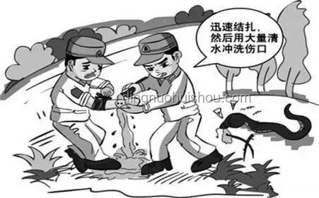 毒蛇咬傷驚魂記：如何迅速鑒定與自救