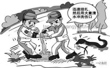 鑒定咬傷毒蛇，緊急自救指南