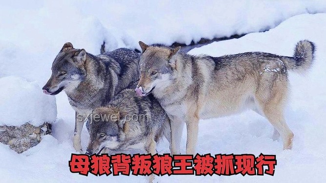 《狼群中出了一個叛徒》問題解決方案：識別并處理團隊中的背叛行為