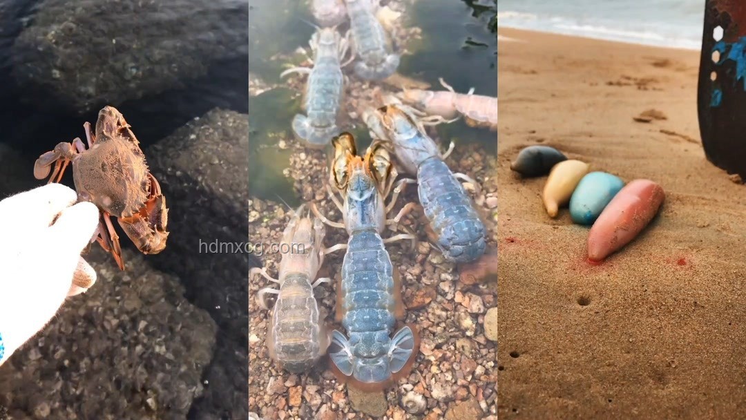 最強對決：赤甲紅與螳螂蝦的未來生態趨勢預測