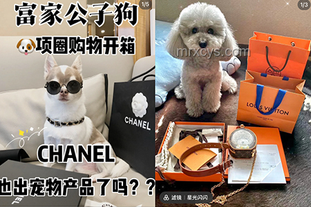 ??"Hachimiko"形狀設計風潮興起：寵物用品創新趨勢洞察