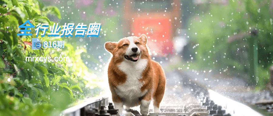 ??"Hachimiko"形狀設計風潮興起：寵物用品創新趨勢洞察