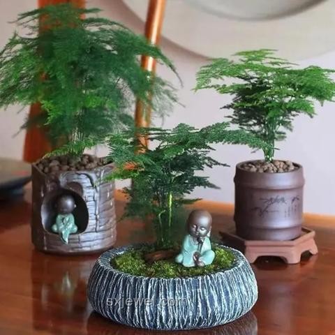 25歲文竹養(yǎng)成“大樹(shù)”，爺爺?shù)膱@藝奇跡?