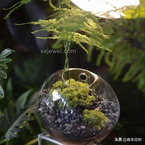 25歲文竹養(yǎng)成“大樹(shù)”，爺爺?shù)膱@藝奇跡?