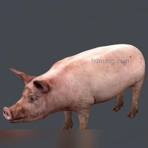 你身上最沒用的器官？其實(shí)是它，每天還在拼命工作優(yōu)化指南