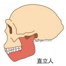 你身上最沒用的器官？揭秘智齒的“無用”之謎
